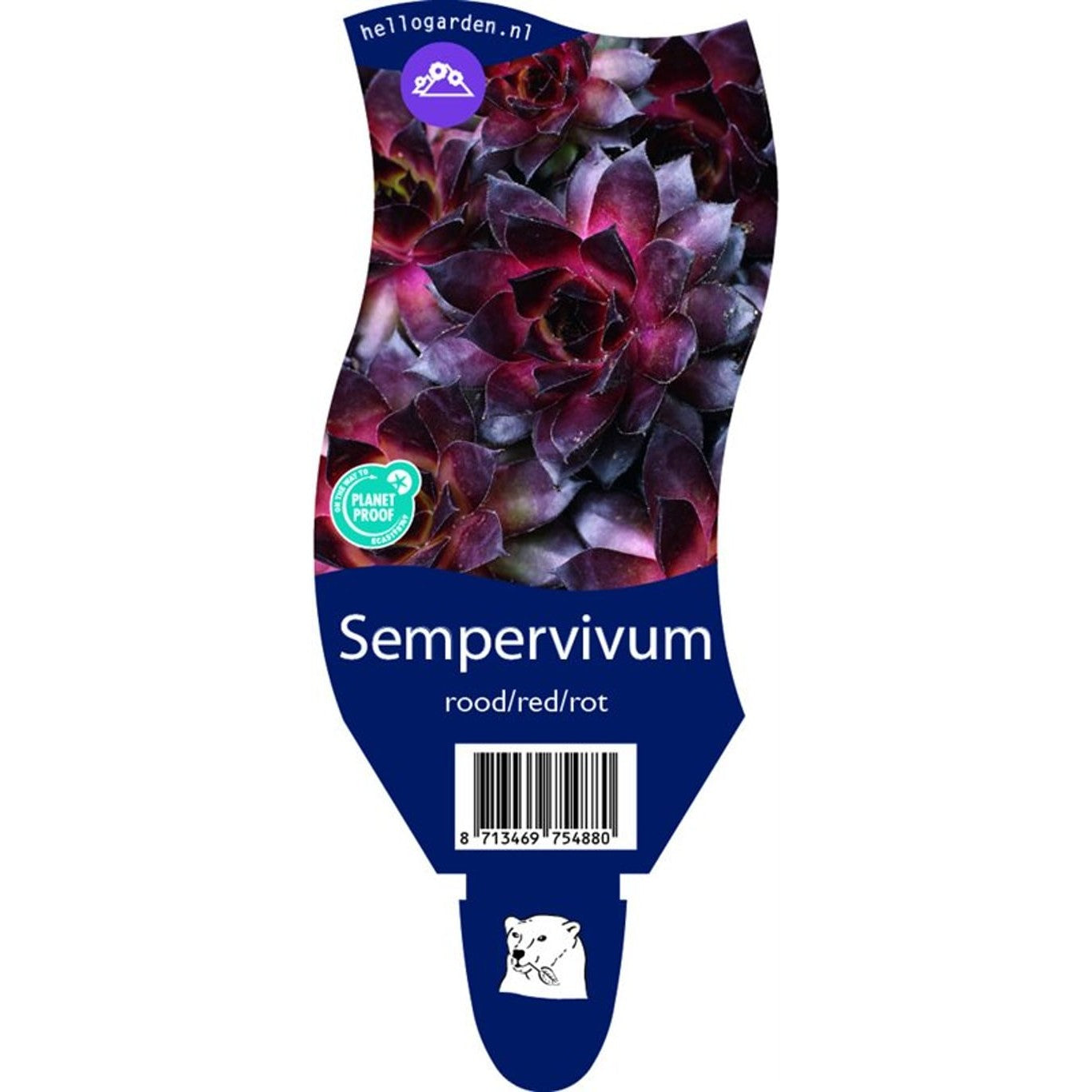 Fetknopp – Sedum 'Deep Rose' - P11